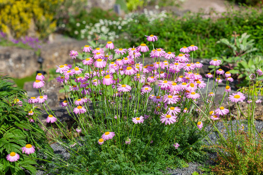 Tanacetum coccineum a spring summer flowering plant with a pink red summertime flower commonly known as Painted Daisy, stock photo image