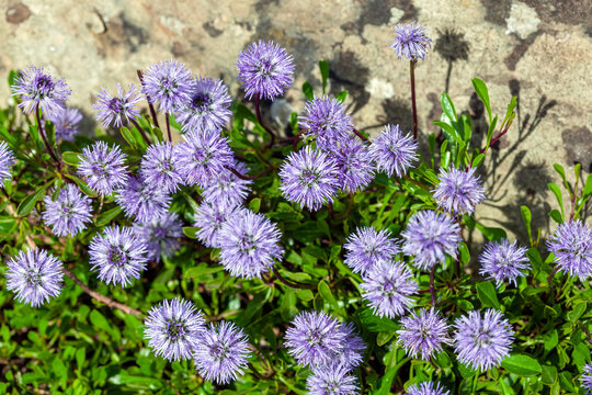 Globularia cordifolia a spring summer flowering plant with a blue purple summertime  flower commonly known as  Heart leaved glob daisy stock photo image