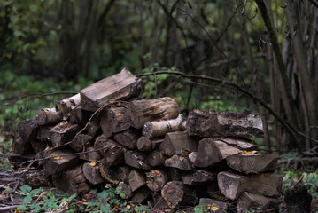 A pile of wood in the forest. Old blackened wood in the shade of the trees.