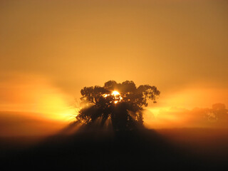 Tree of Life Australian gum tree orange sunrise