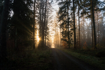 Fototapeta na wymiar Light mood in the morning mist at sunrise in the forest