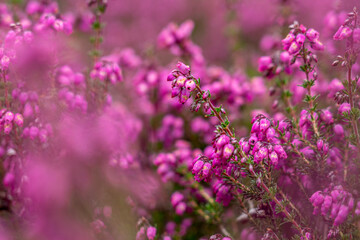 Purple heather closeup in summer