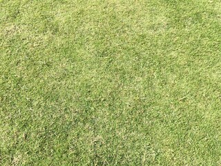 green grass background