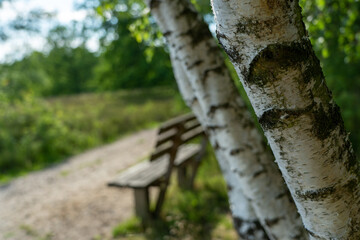 Obraz premium Birch trees with emerging foliage in summer time in lueneburger heide landscape