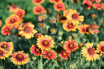 Coriopsis flowers. Lush blooming red variegated daisies on a natural background.