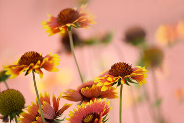 Coriopsis flowers. Lush blooming red variegated daisies on a natural background.