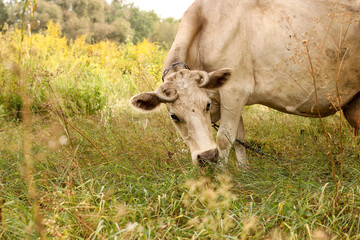 Beige cow on a summer pasture eating grass. Closeup. Horizontal format