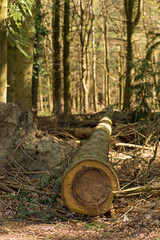 Felled Pine Tree