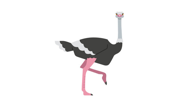 African native animal common ostrich large flightless and long legged fast runner bird flat style vector illustration isolated on white background