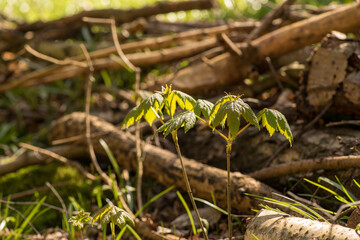 Sycamore Seedlings