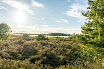 beautiful hillside landscape in the nature preservation area of the lueneburger heide