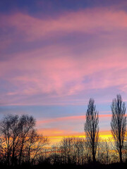 Colorful vibrant sunset over the forest. Silhouette of tall trees including poplar trees against a colorful sky captured in the evening. Vivid landscape picture with empty space. Poland.