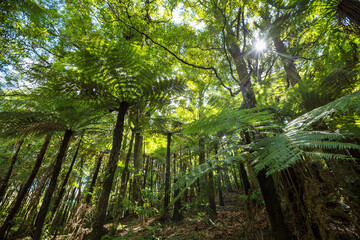 New Zealand forest