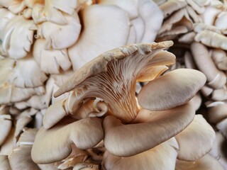 Oyster mushroom. Mushrooms in the greengrocer. Edible mushrooms.