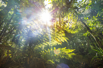 New Zealand forest