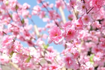 Fototapeta na wymiar In selective focus a plastic pink sakura flower blossom with blue sky background
