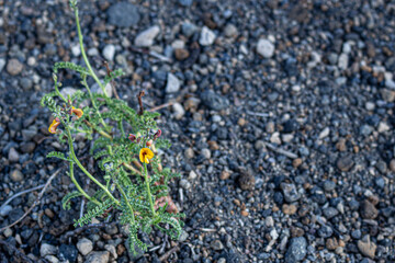 flower in the ground