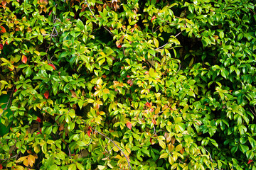 green background with foliage texture. green hedge of evergreen shrubs
