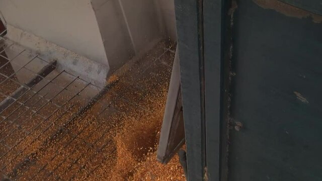 unloading corn from the machine at the elevator