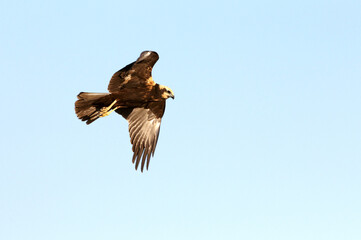 Western marsh harrier adult female flying with the last lights of the evening