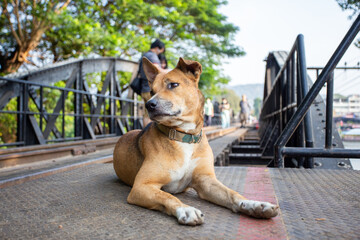 A brown dog sleeps on a bridge made of steel.