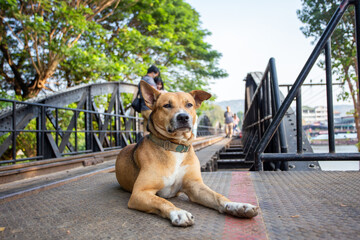 A brown dog sleeps on a bridge made of steel.