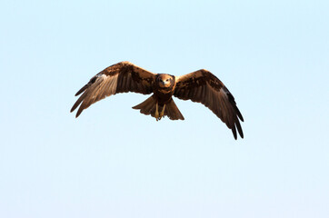 Western marsh harrier adult female flying with the last lights of the evening