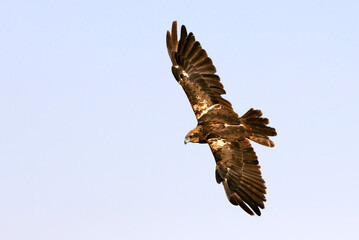 Western marsh harrier adult female flying with the last lights of the evening