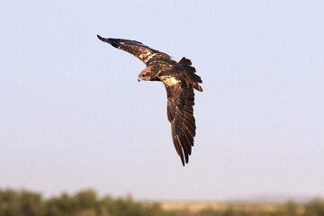 Western marsh harrier adult female flying with the last lights of the evening