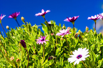 African daisies and blue sky.