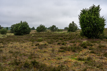 beautiful hillside landscape in the nature preservation area of the lueneburger heide