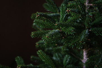 Christmas tree without decorations close-up