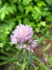Clover inflorescence close-up on a green background.