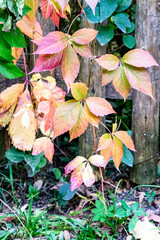 Herbstimpressionen: Blätter von Jungfernrebe zwischen hölzernen Zaunpfählen