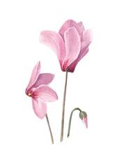 Cyclamen. Watercolor drawing. Delicate beautiful pink flowers on a white background. Blooming flowers.