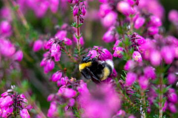 Purple heather closeup with a bumblebee collecting pollen in summer