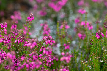 Purple heather closeup in summer