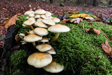 Herbstimpressionen: Hallimasch an einem bemoosten Baumstumpf in einem Herbstwald