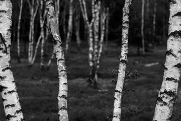 Birch trees with emerging foliage in summer time in lueneburger heide landscape