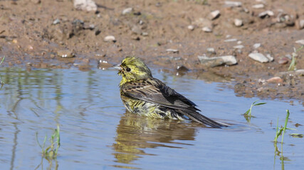Goldammer badet in einer Pfütze