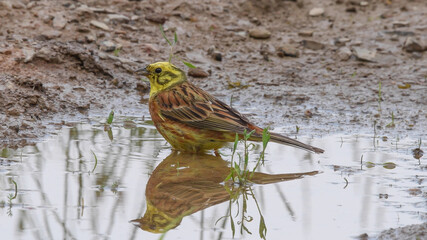 Goldammer badet in einer Pfütze