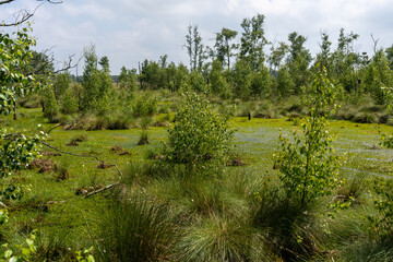 Moor landscape in Lueneburg Heath with cottongrass, tussock cottongrass or sheathed cottongrass, birch trees