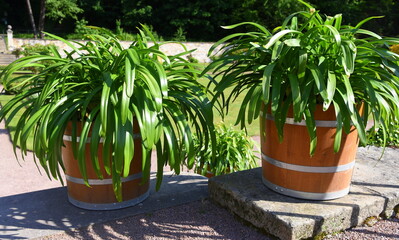 Üppige Pflanzkübel im Schlosspark von Schloss Weesenstein
