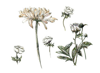 Pencil sketch, illustration set of diferent flowers, hand-drawn in pale colors, isolated on a white background.