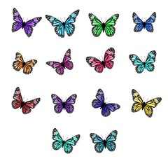 collection of butterflies