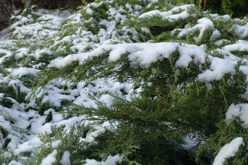 Side view of branches of juniper covered with snow in December