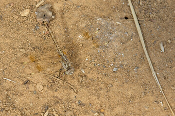 A dragonfly species Kunkilling Forest Reserve, Gambia.