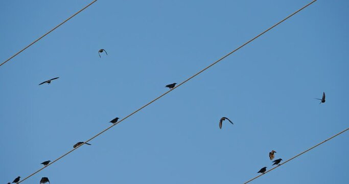 A flock of European starlings (Sturnus vulgaris) roost on overhead wires. Occitanie, France