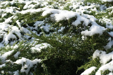 Wet snow on branch of juniper in December