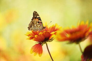 Coriopsis flowers and burdock butterfly. Lush blooming red variegated daisies on a natural...